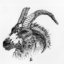 Detail of a pen drawing of the multiple-horned Jacob Sheep.  